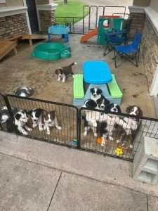 Royal Border Collies