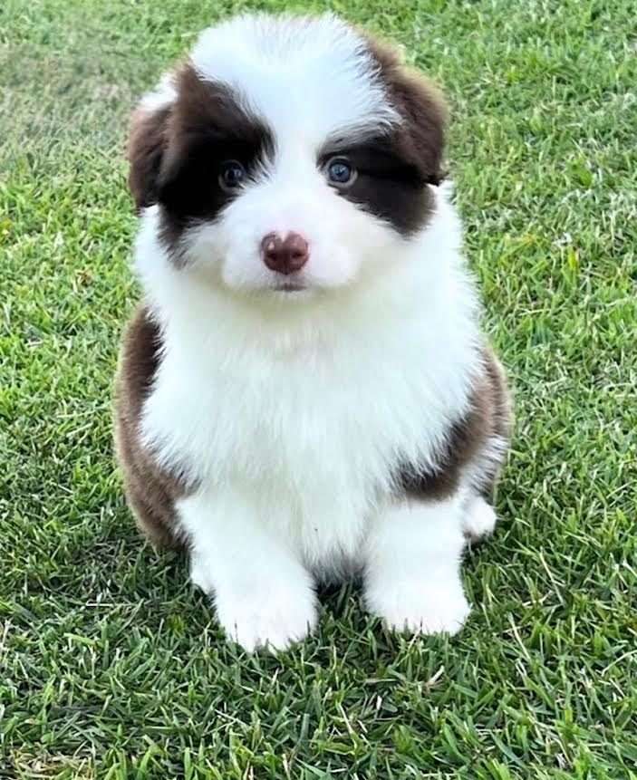 bella