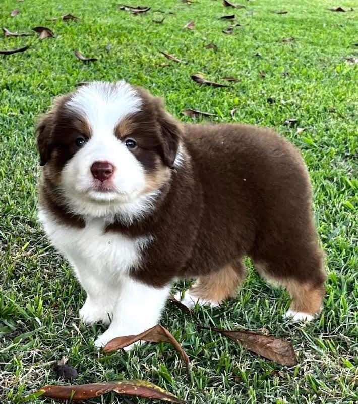 loki