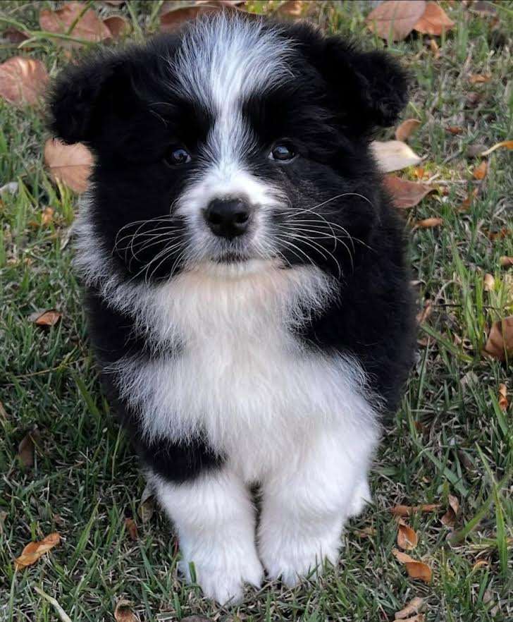 milo