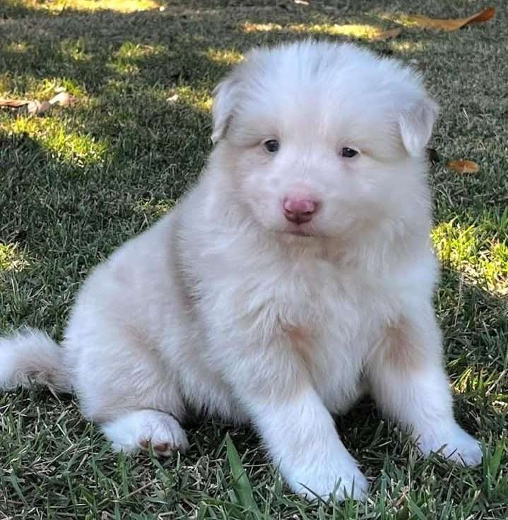 molly